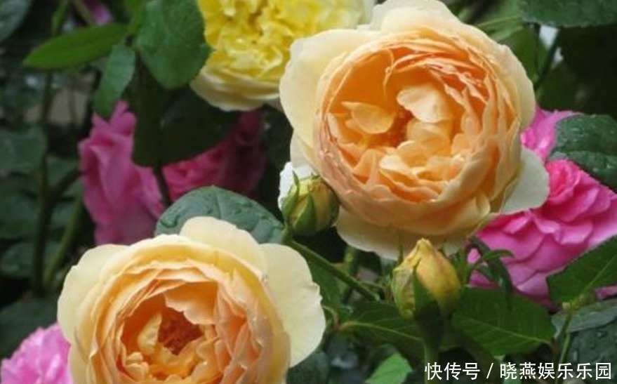 朱迪|比“香水”还香的4种花,养1盆满屋飘香,美不胜收,你养了吗