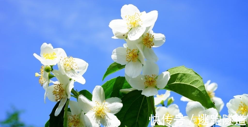 生肖狗|大器晚成的生肖，随着年龄增长生活会更幸福，钱财无忧，家庭和睦