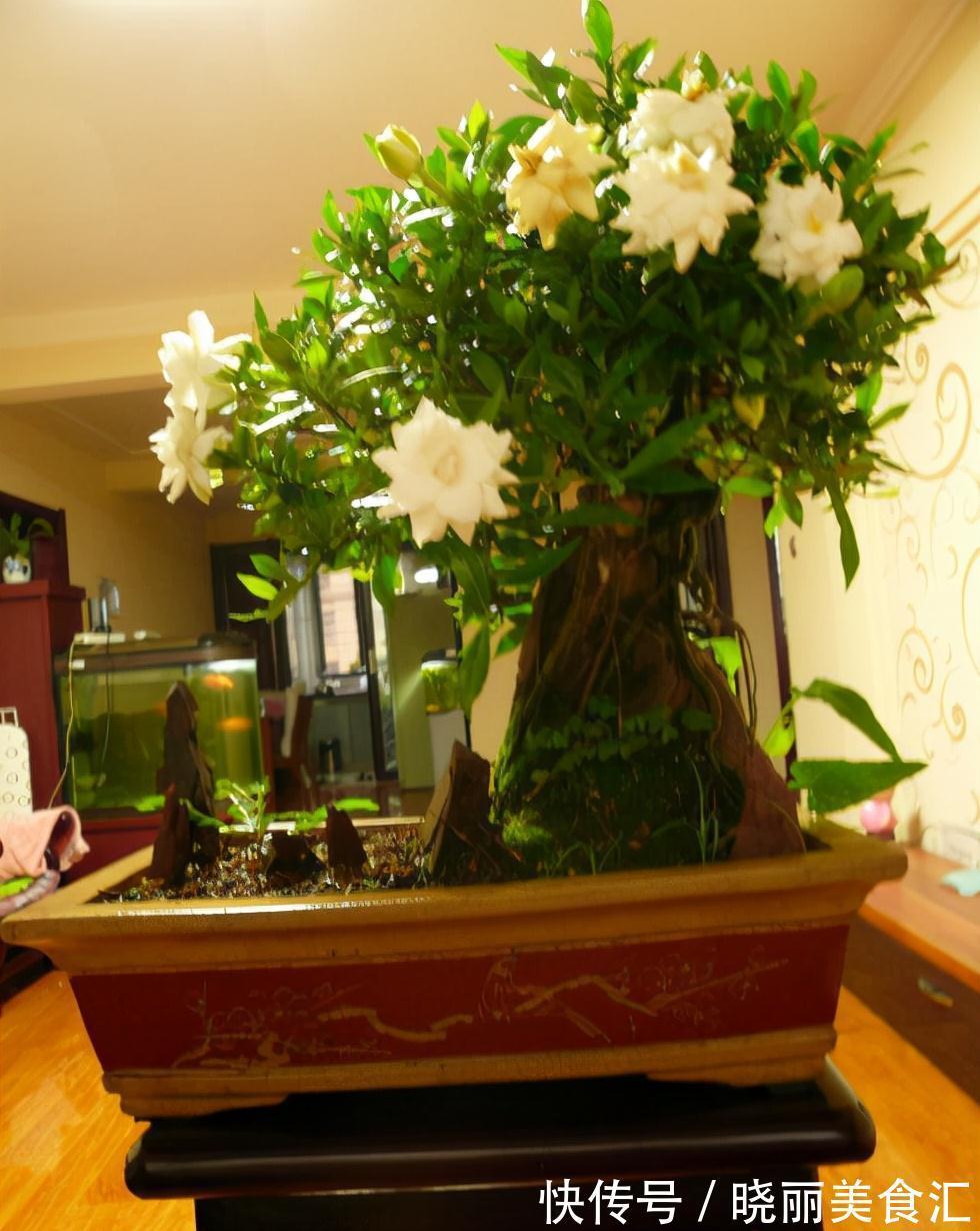 10种花“冷天”长得慢,“穷养”多晒更健壮,不然易烂根,难过冬