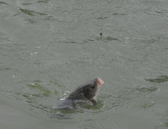 浮漂|钓鱼时找准鱼层是关键,这样浮漂的反应才最真实