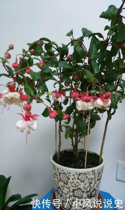 养花就养这几款,全年开花不停,一盆千百朵,枝头花苞满