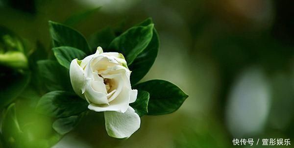 盆栽|盆栽茉莉花,养护注意这3点,花开一茬接一茬