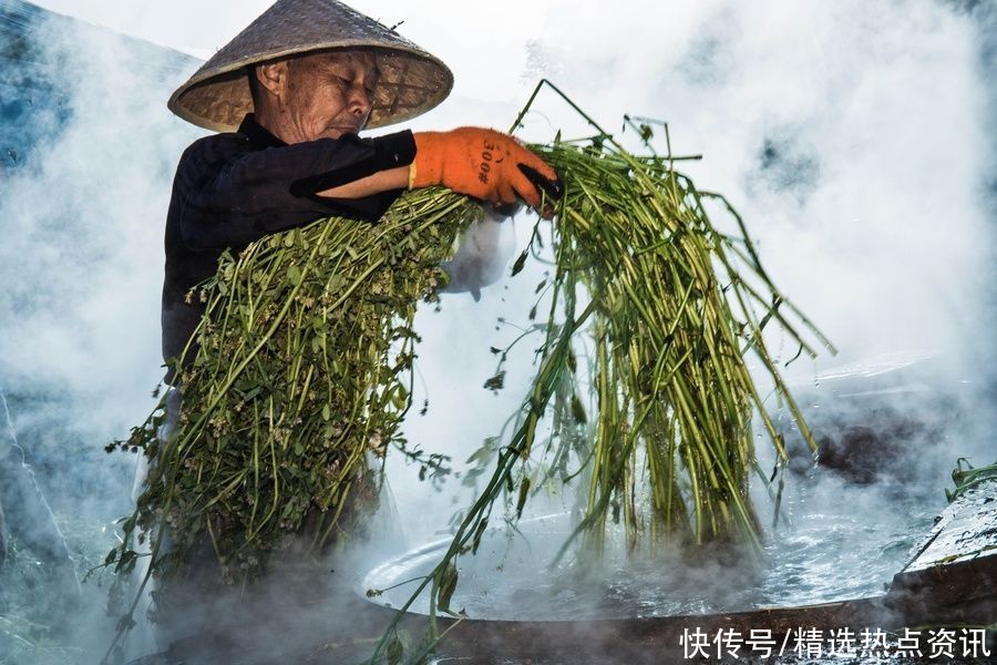 香草|楚国故都 端午飘香