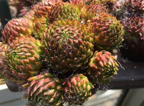 1种多肉，用生命开花，1个莲座一生只开一次花，开完就会死