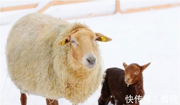 天生|10羊9苦：以下4个年份出生的属羊人天生富贵命，看看你家有吗？