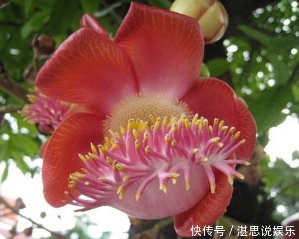 花瓣|此花花瓣挺拔,花色艳丽夺目久开不败,通常是胜利和圆满的象征