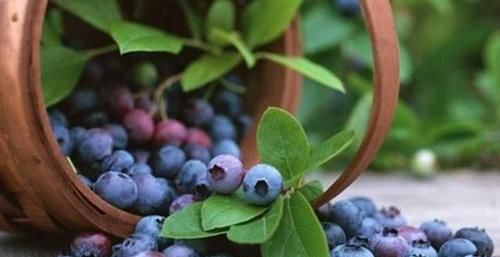  排毒|女性养生，推荐3种食物，排毒护肤，延缓衰老，滋补身体！