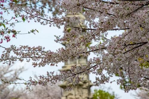 白塔公园的樱花很好看，可惜这几天白塔却不适合拍照，为什么呢？