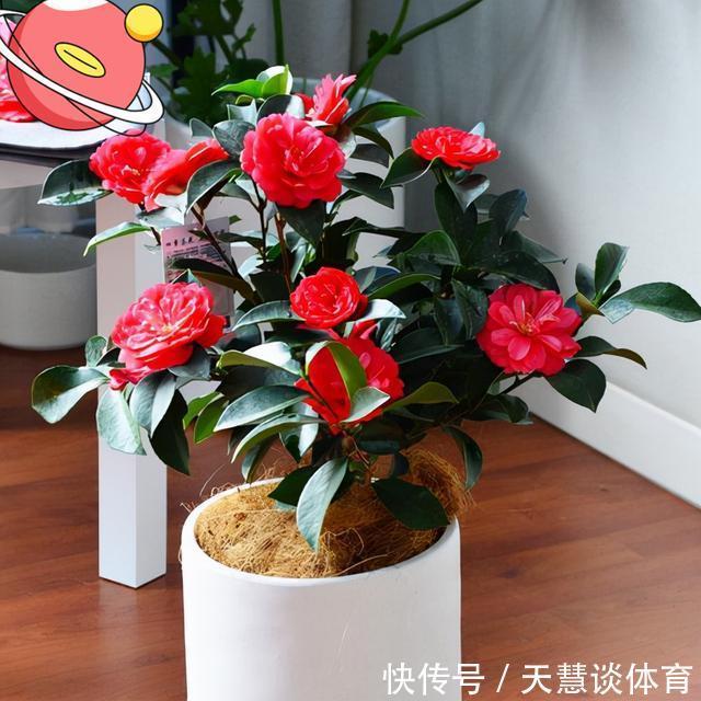 天气冷,六种花要“干养”,少水多晒才健壮,养成老桩更旺家