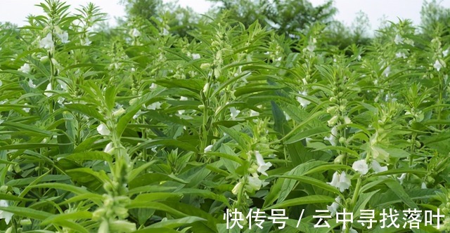 芝麻|芝麻叶你吃过吗不仅美味下饭,且还是个宝贝,受到大家的青睐!