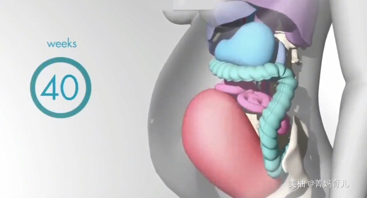 血液|怀孕之后,胎儿把妈妈的内脏挤到哪去了?十张高清图带你了解