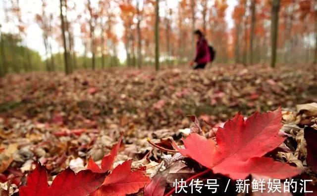 枫树湾|连云港这个“绝美”景区，是赏红枫的绝佳地，游客：不虚此行