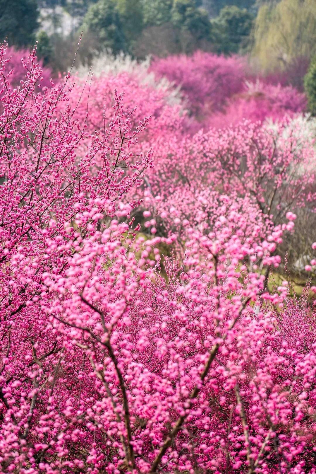 3月还未到，成都桃花已满山！