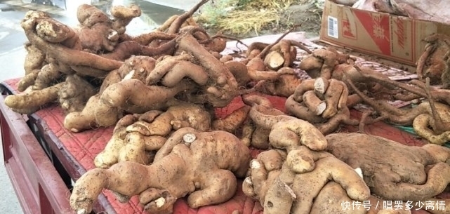 第一次见太行山上的野生山药,就是与众不同,不像山药更像根雕