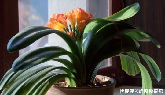 元宝|怎样养粗君子兰的基座做好4点,形似元宝,开花不愁