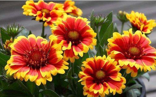 阳台养护4种花,花期长花量大,枝头花苞满,超美的