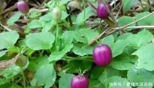 无名肿毒|农村荒地里的“地茄子”,果实不能食用,其实价值高,能祛风湿