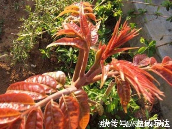 身体健康|4个炒之前必须焯水的蔬菜,为了家人身体健康,再懒这步都不能省