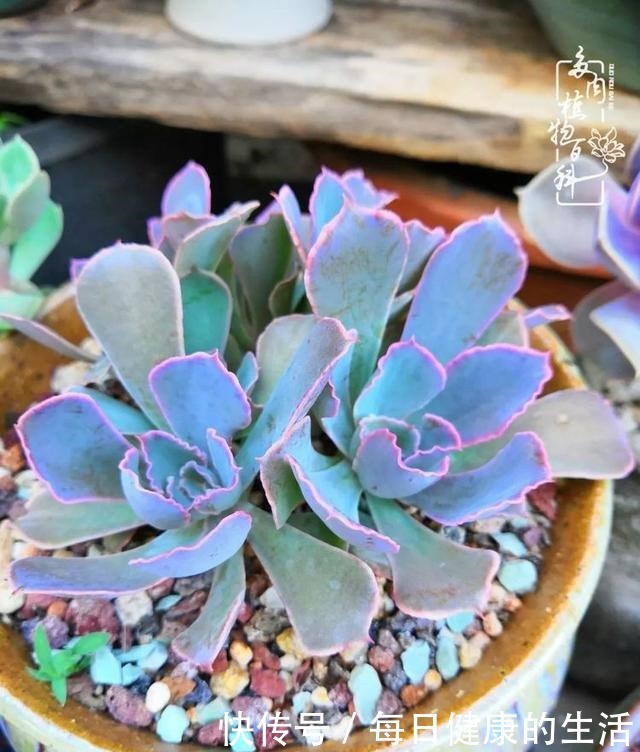 如何让多肉变美看看我是如何宠它们的!如何让多肉变美看看我是如何宠它们的!