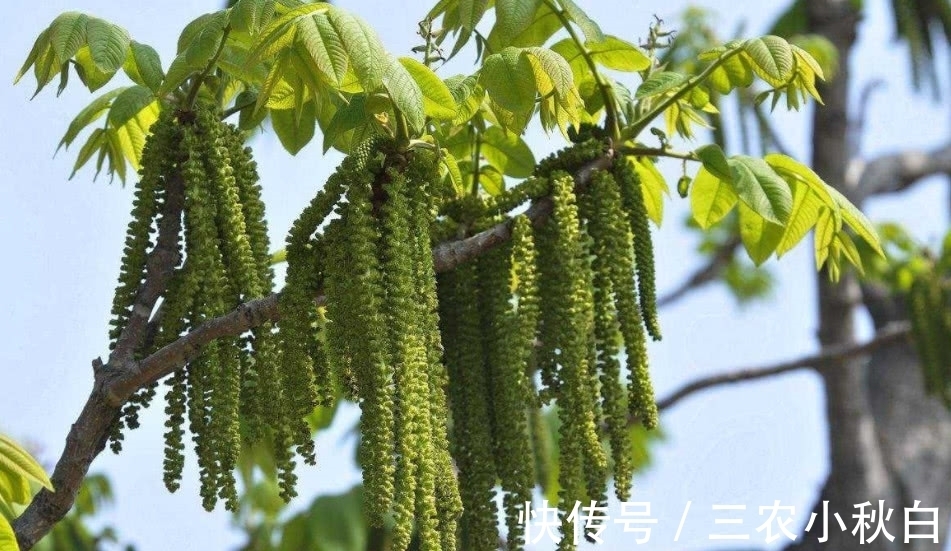 野菜|这种植物人称“长寿菜”，城里很难吃到，在山区却是一道家常菜