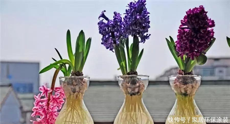 风信子冬怎么养?不要放在阳台上,浇水要注意几点