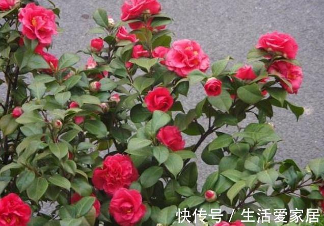 很多人喜欢种植山茶花，掌握下面这五点，它可以长得更旺盛