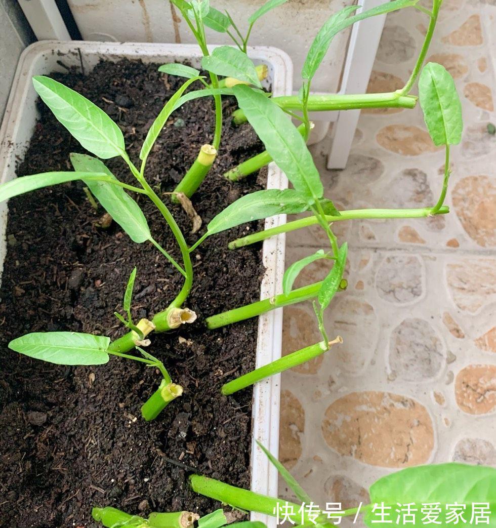 木耳菜|适合夏天种阳台的3种蔬菜,好养又好看,摘了又可以长,吃不停