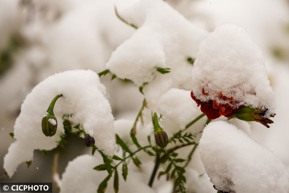 豫园|新疆哈密迎来降雪降温天气