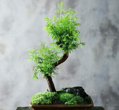 石缝墙角都有的这玩意,带回家种花盆里,养成漂亮盆景!