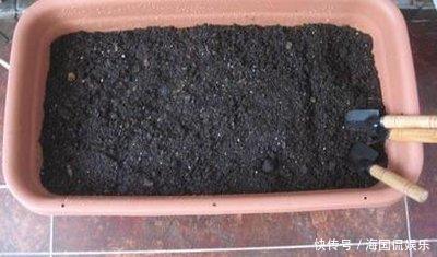 养花|搞来的养花土,少做这一步,养什么花都活不了