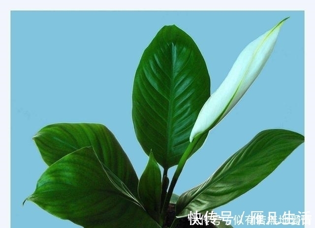 三氯乙烯|人养花，花亦养人，听说聪明人都在养这五种花，你家有吗？