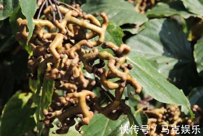 果皮|农村即将“消失”的野果子,吃过4种正常,全吃过的说明您真老了