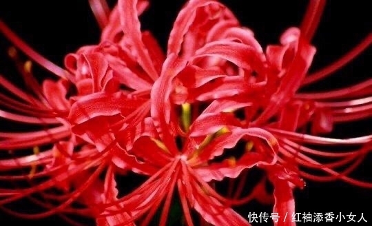 供奉佛菩萨:应该必须知道的“十二种圣花”