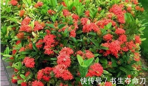 凤梨花|看一眼就想买回家的花, 好看又好养, 看看它们都是谁!