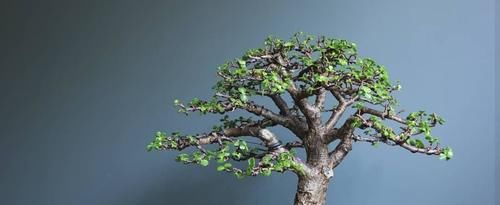 冬天养玉树“3多1少”，不仅长绿叶，还能“育新苗”，越养越旺