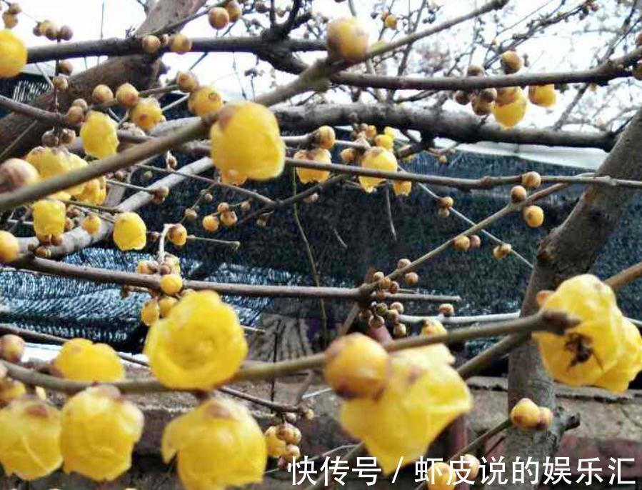 养这3种花,天冷勤开窗透气,开花又多又美又香,看着真养眼