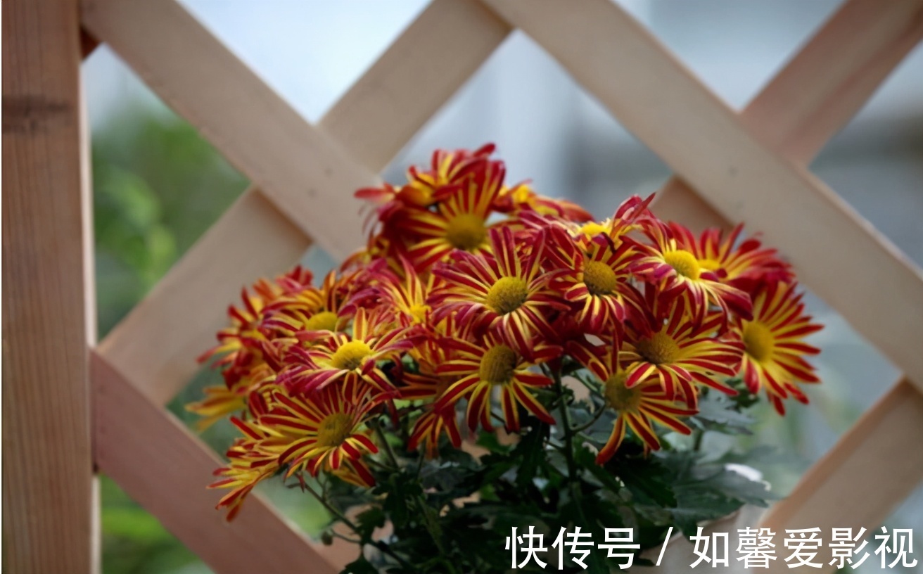 花卉|家庭盆栽花草,摆放、搭配方面该注意什么?有什么讲究?