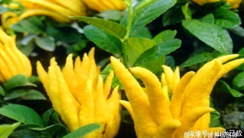 老太|女性不想老太快,多吃几种食物,排毒养颜,滋润皮肤,肌肤更白净