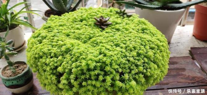 旺财|5种多肉植物能旺财,好看好养又不贵,不养几盆可惜了