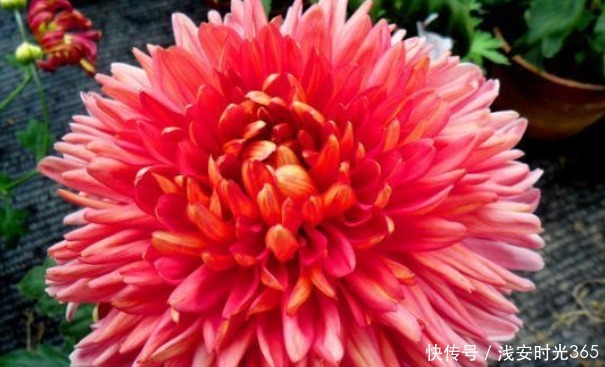 新手|新手养花，不如养盆花中精品“灯光荷”，似红光荷花，婀娜绚丽