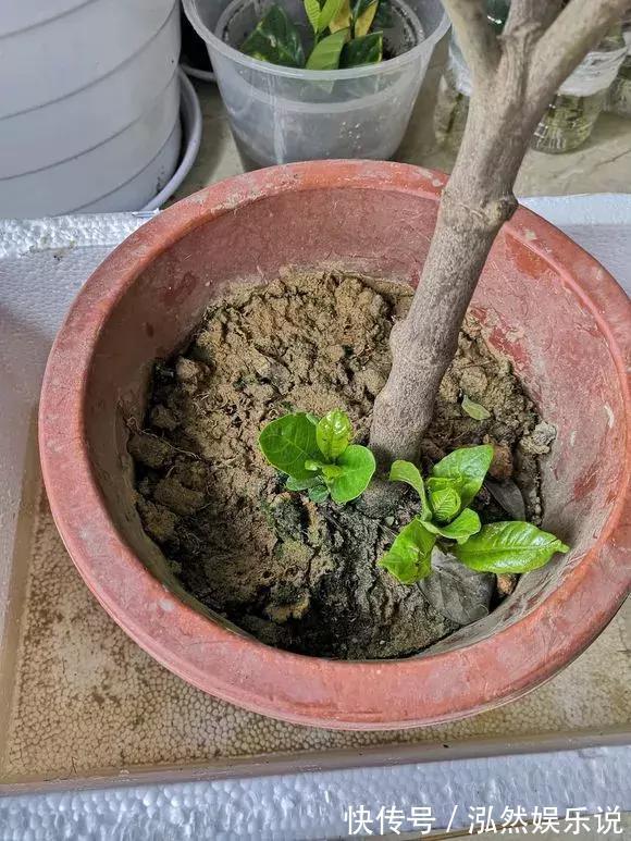松软|盆土板结别着急,插根吸管倒点酒,松软又透气!