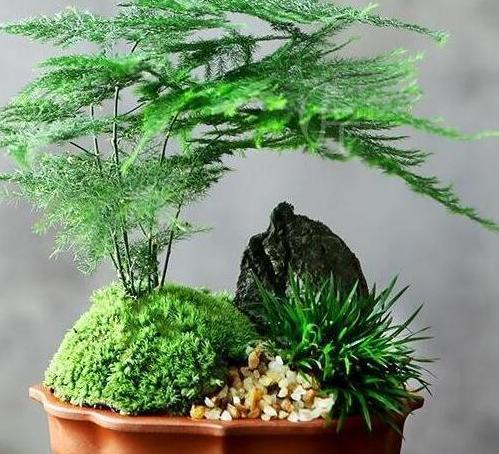 观赏性|书房盆栽文竹,该如何管理养护注重5方面,枝叶翠绿又茂密