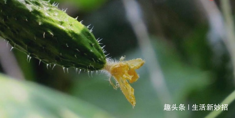 吃了这么久黄瓜才发现，辨别激素黄瓜这么简单，以后可别再买错了