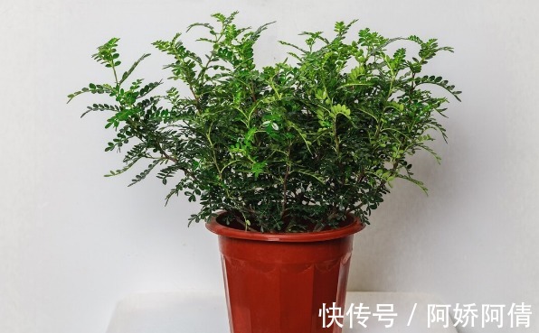 花卉|食醋是花卉的保护剂,杀菌消毒又抗病,叶绿花多还茂盛