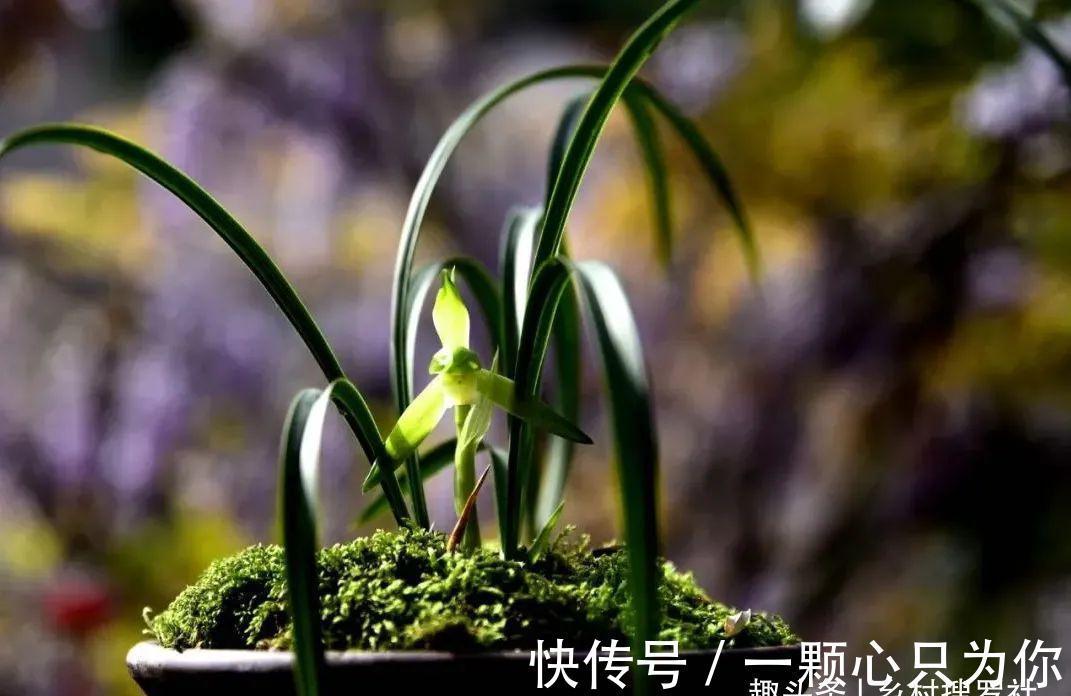 种植单苗兰花,怎样才能快速成活?给它找个伴,春兰和蕙兰都适用