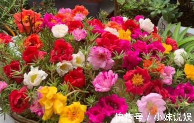 居家就养此款花卉，花期长易爆盆，简单管理也能花开满盆！