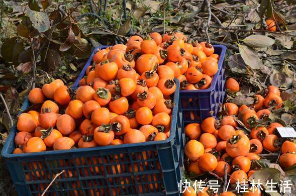 柿子|此水果每天吃一个，给肠胃“洗澡”，女人不想肌肤干燥可以试试