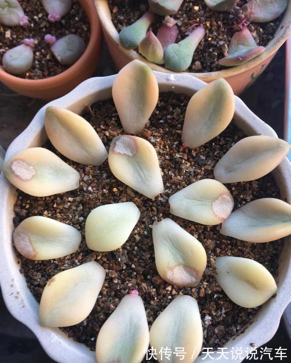 养花人,要学会“以花养花”,学着繁殖幼苗,幼苗也可以售卖