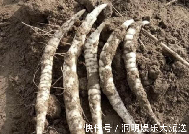 珍贵的1种“人参菜”，生长在“山坡下”，1斤卖“50元”，少见