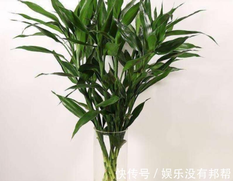 主干|水培富贵竹,春节前后养不活,聪明人都玩养成,在夏秋入手